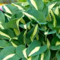 Funkia - Hosta Risky Business