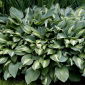 Funkia - Hosta Snake Eyes