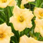 Liliowiec Serena Sunburst