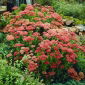Rozchodnik Herbstfreude - Sedum - sadzonka