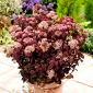 Rozchodnik Rainbow Xenox - Sedum - sadzonka