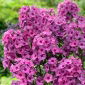 Floks (Phlox) - Płomyk wiechowaty - Classic Cassis - 1 szt.