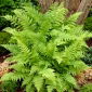 Paproć ogrodowa - Athyrium filix-femina - Wietlica samicza - 1 szt.