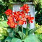 Kanna czerwona - Red