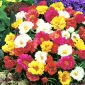 Portulaka pełna