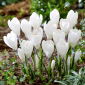 Krokus Ice Queen - 10 szt.