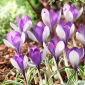 Krokus Yalta - 10 szt.