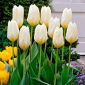 Tulipan Purissima - niski - 5 szt.