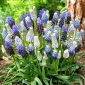 Szafirek Mix - Muscari Mix - 10 szt.