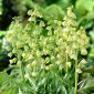Szachownica perska - Ivory Bells