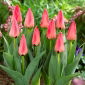 Tulipan Adele Duttweiler - 5 szt.