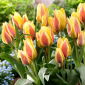 Tulipan City Flower - 5 szt.