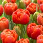 Tulipan Icoon - 5 szt.