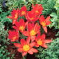 Tulipan Scarlet Baby - 5 szt.
