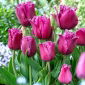 Tulipan Traveller - 5 szt.