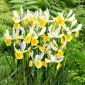 Irys holenderski - Montecito - 10 szt.