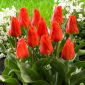 Tulipan Miramare - 5 szt.