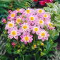Dalia - Impression Famoso