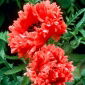 Mak wschodni - Garden Glory - 1 szt.