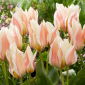 Tulipan Serano - 5 szt.