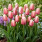 Tulipan Ollioules - 5 szt.