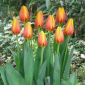Tulipan World Peace - 5 szt.