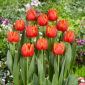Tulipan Esta Bonita - 5 szt.