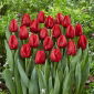 Tulipan Seadov - 5 szt.