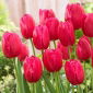 Tulipan Burgundy Lace - 5 szt.