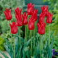 Tulipan liliokształtny czerwony - Lilyflowering red - 5 szt.