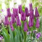Tulipan liliokształtny fioletowy - Lilyflowering purple - 5 szt.