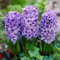 Hiacynt Blue Star - 3 szt.