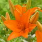 Lilia azjatycka - Orange Ton