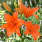 Lilia azjatycka - Orange Ton