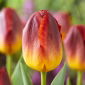 Tulipan Amberglow - 5 szt.