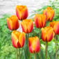 Tulipan Cash - 5 szt.