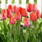Tulipan Orange Van Eijk - 5 szt.