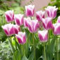 Tulipan Siesta - 5 szt.