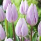 Tulipan Silver Cloud - 5 szt.