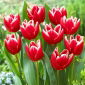 Tulipan Vampire - 5 szt.