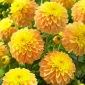 Dalia - Bocherell