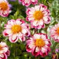 Dalia - Bumble Rumble