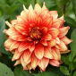 Dalia - Dazzling Magic