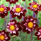 Dalia - Joyful Investment