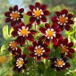 Dalia - Mary Eveline