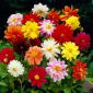 Dalia - Unwin mix