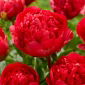 Piwonia, Paeonia - Command Performance - sadzonka