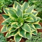 Funkia - Hosta Anne