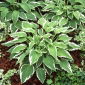Funkia - Hosta Antioch