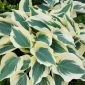Funkia - Hosta Fim Line